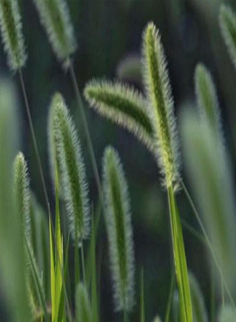 GGOOT 360 Seeds of Ornamental Grass - Setaria - Setaria Italica