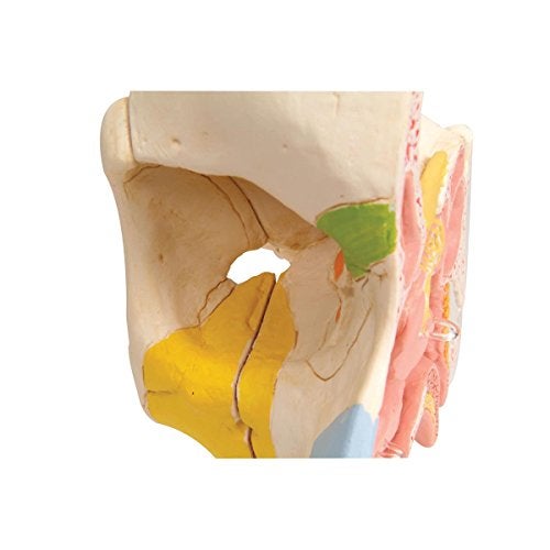 3B Scientific نموذج الأنف 3B Scientific E20 مع الجيوب الأنفية الجانبية 5 أجزاء - تشريح 3B الذكي - Image 3