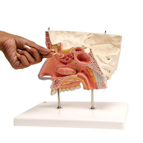 3B Scientific نموذج الأنف 3B Scientific E20 مع الجيوب الأنفية الجانبية 5 أجزاء - تشريح 3B الذكي - Image 2