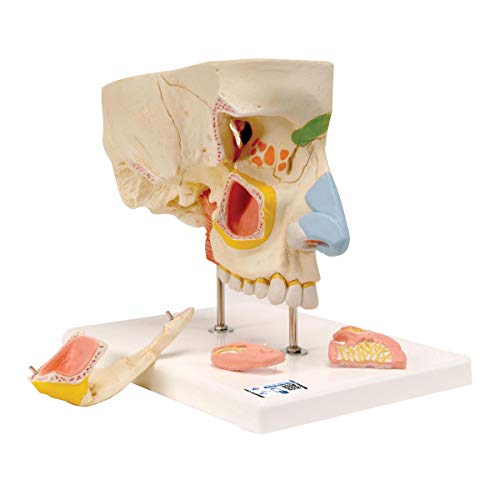 3B Scientific نموذج الأنف 3B Scientific E20 مع الجيوب الأنفية الجانبية 5 أجزاء - تشريح 3B الذكي - Image 1
