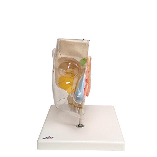 3B Scientific نموذج الأنف 3B Scientific E20 مع الجيوب الأنفية الجانبية 5 أجزاء - تشريح 3B الذكي - Image 4