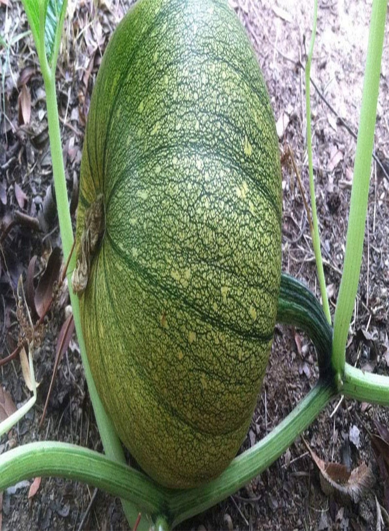 GGOOT 20 x Pumpkin Jack O' Lantern Vegetable/Fruit Seeds - Heirloom, Non-GMO - Image 2