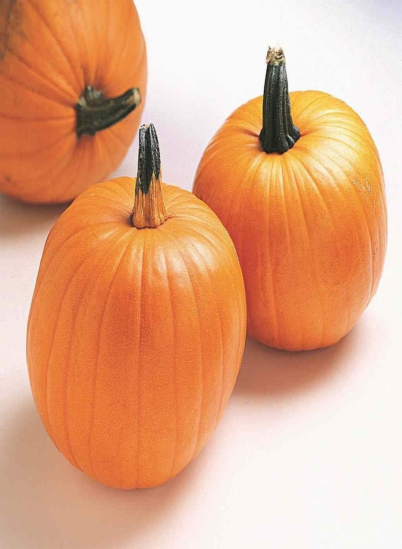 GGOOT 20 x Pumpkin Jack O' Lantern Vegetable/Fruit Seeds - Heirloom, Non-GMO - Image 1