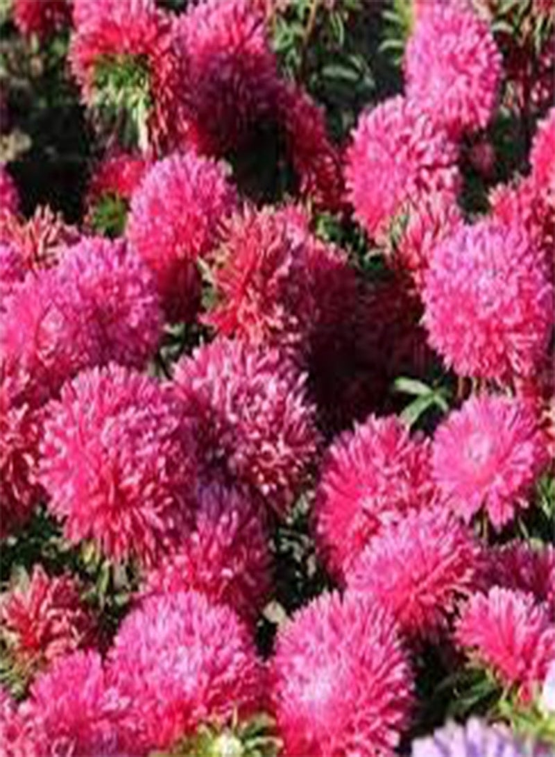 GGOOT seeds Fresh 100pcs China Aster Flower Seeds for Planting Dark Pink