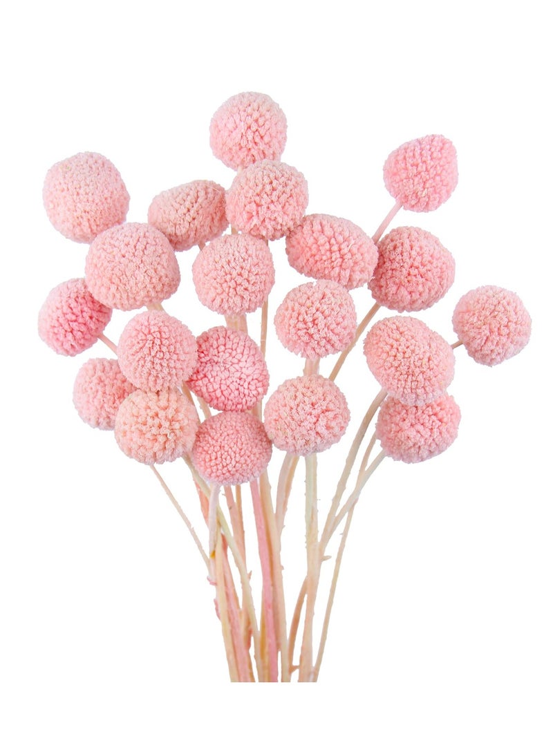 KASTWAVE 20 Pcs Dried Craspedia Billy Balls Flowers in Dark Pink - Billy Buttons for Floral Bouquets, Wedding Arrangements, Tall Vase and Boho Home Decor, Ideal for Festivals  - Image 1