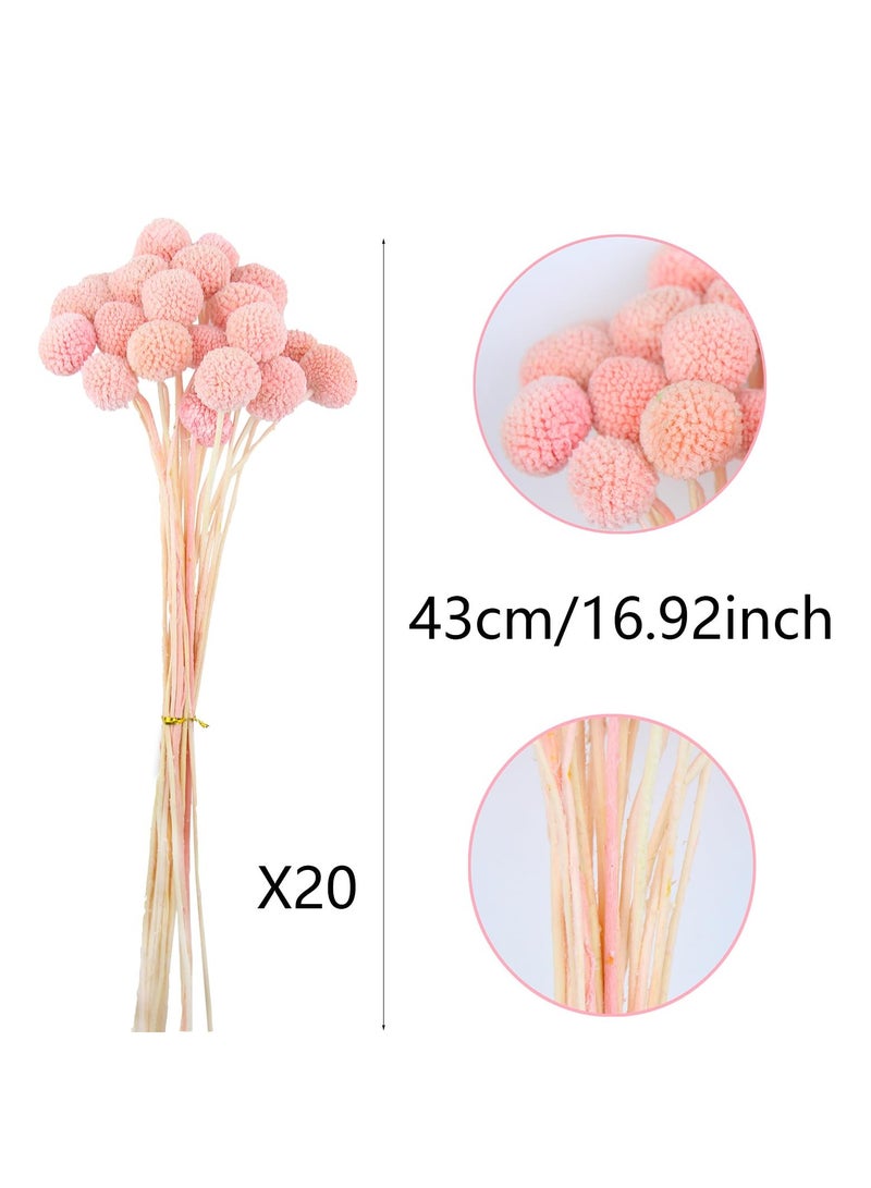 KASTWAVE 20 Pcs Dried Craspedia Billy Balls Flowers in Dark Pink - Billy Buttons for Floral Bouquets, Wedding Arrangements, Tall Vase and Boho Home Decor, Ideal for Festivals  - Image 2