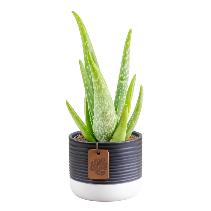Costa Farms Aloe Vera Live Plant in Decorative Pot, Easy to Maintain, Air Purifying Succulent Indoor Houseplant, Home, Room, or Office Decor, House Warming or Birthday Gift, 12-18 Inches Tall - Image 1
