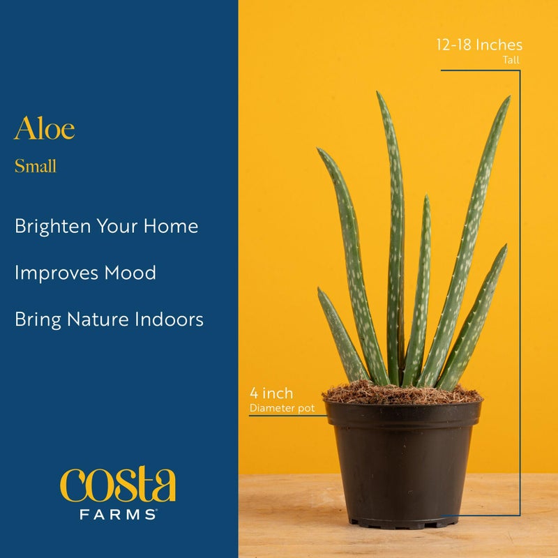 Costa Farms Aloe Vera Live Plant in Decorative Pot, Easy to Maintain, Air Purifying Succulent Indoor Houseplant, Home, Room, or Office Decor, House Warming or Birthday Gift, 12-18 Inches Tall - Image 4