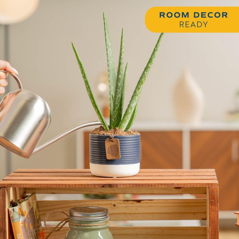 Costa Farms Aloe Vera Live Plant in Decorative Pot, Easy to Maintain, Air Purifying Succulent Indoor Houseplant, Home, Room, or Office Decor, House Warming or Birthday Gift, 12-18 Inches Tall - Image 2