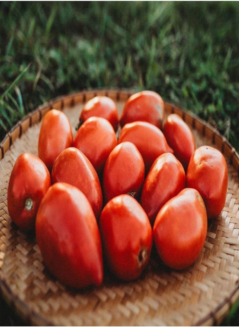 GGOOT Amish Paste Tomato - 50 Seeds - Heirloom Amish Tomato Variety, Super for Sauce & Canning, USA-Grown, Non-GMO Heirloom Tomato Seeds for Planting Outdoors in The Home Garden, Thresh Seed Company  - Image 3