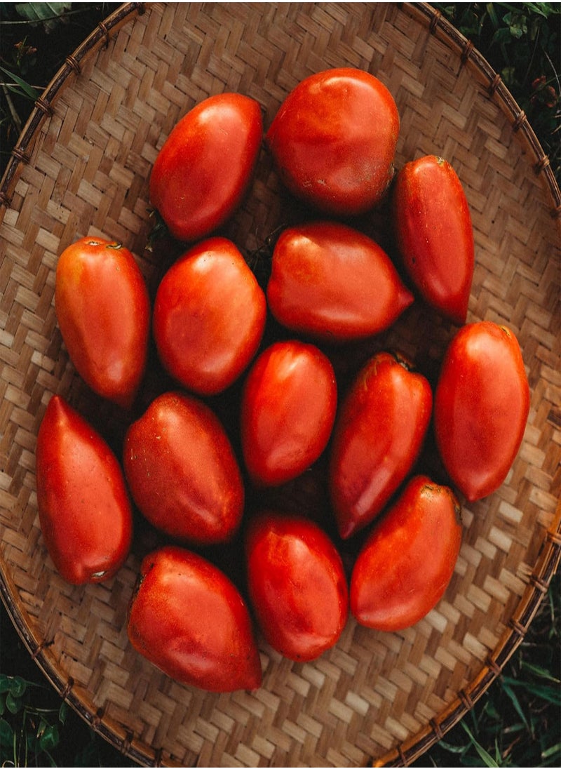 GGOOT Amish Paste Tomato - 50 Seeds - Heirloom Amish Tomato Variety, Super for Sauce & Canning, USA-Grown, Non-GMO Heirloom Tomato Seeds for Planting Outdoors in The Home Garden, Thresh Seed Company  - Image 2