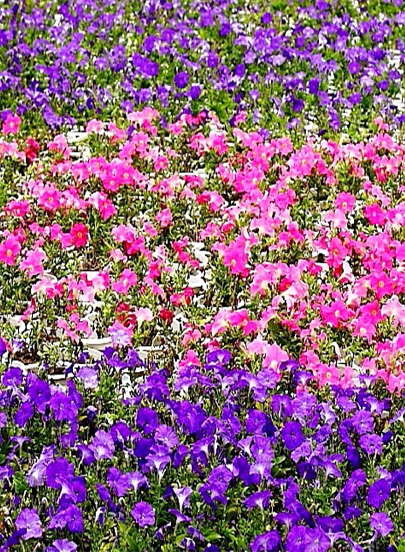 جي جوت بذور نباتات الخضراوات، بذور البتونيا، كيس واحد من بذور البتونيا، خفيفة الوزن، معدل إنبات مرتفع، 4 ألوان، بذور بونساي صغيرة متنوعة للحديقة - بذور البتونيا - Image 4
