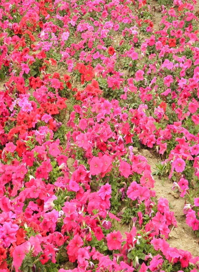 جي جوت بذور نباتات الخضراوات، بذور البتونيا، كيس واحد من بذور البتونيا، خفيفة الوزن، معدل إنبات مرتفع، 4 ألوان، بذور بونساي صغيرة متنوعة للحديقة - بذور البتونيا - Image 2