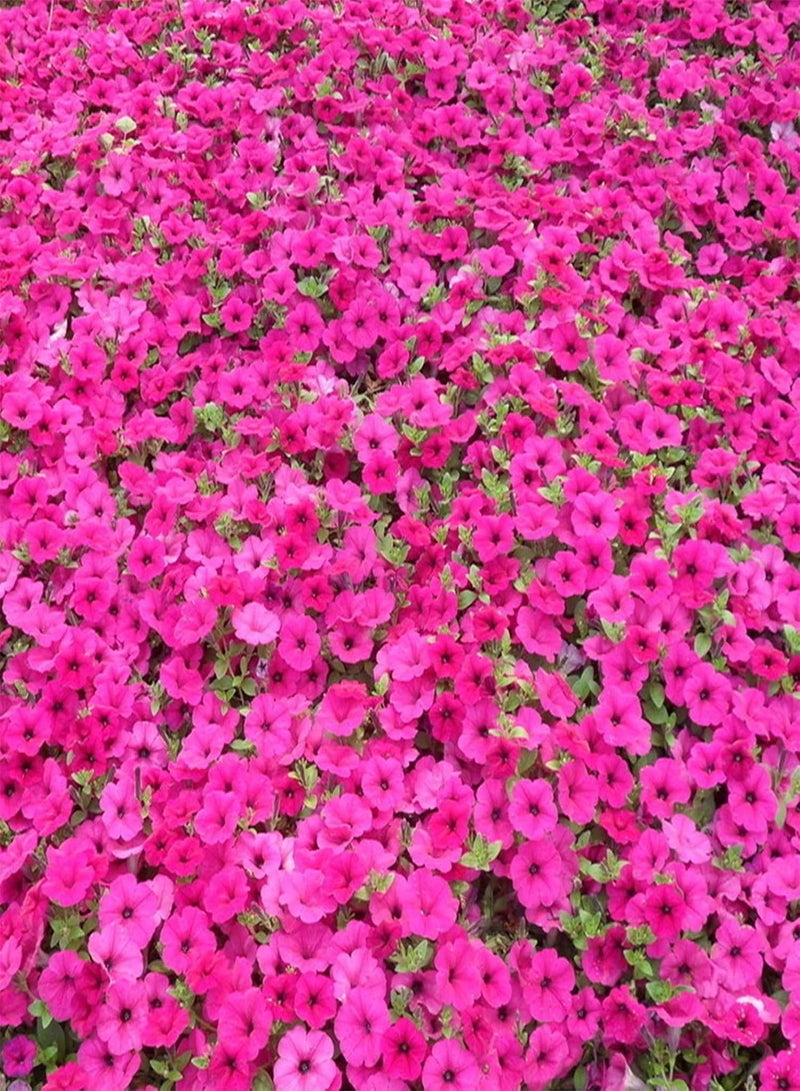 جي جوت بذور نباتات الخضراوات، بذور البتونيا، كيس واحد من بذور البتونيا، خفيفة الوزن، معدل إنبات مرتفع، 4 ألوان، بذور بونساي صغيرة متنوعة للحديقة - بذور البتونيا - Image 3