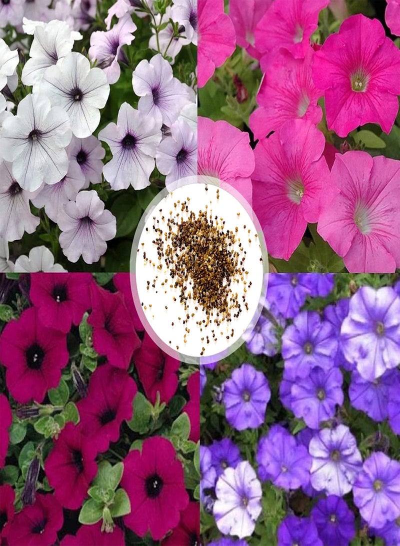 جي جوت بذور نباتات الخضراوات، بذور البتونيا، كيس واحد من بذور البتونيا، خفيفة الوزن، معدل إنبات مرتفع، 4 ألوان، بذور بونساي صغيرة متنوعة للحديقة - بذور البتونيا - Image 1