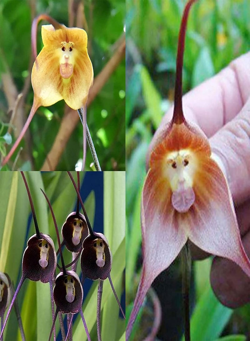 جي جوت 50 قطعة من بذور زهرة الأوركيد على شكل وجه قرد، تزدهر في تنسيق الحدائق، ديكورات مدمجة، بذور نباتات خيالية، مستلزمات الحدائق، لون أصفر - Image 2