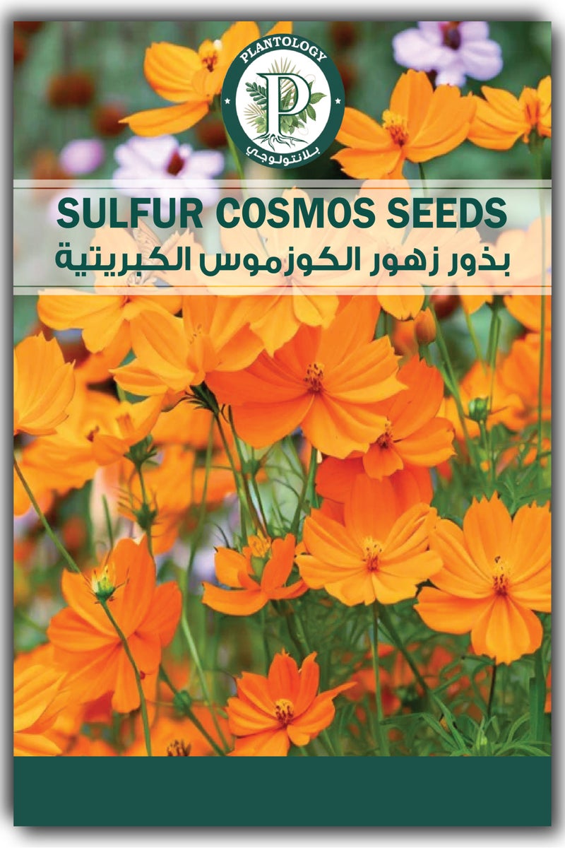 بذور كوزموس الكبريتية (كوزموس سلفوريوس) للزراعة - كوزموس للزراعة في الحديقة المنزلية أو العشب