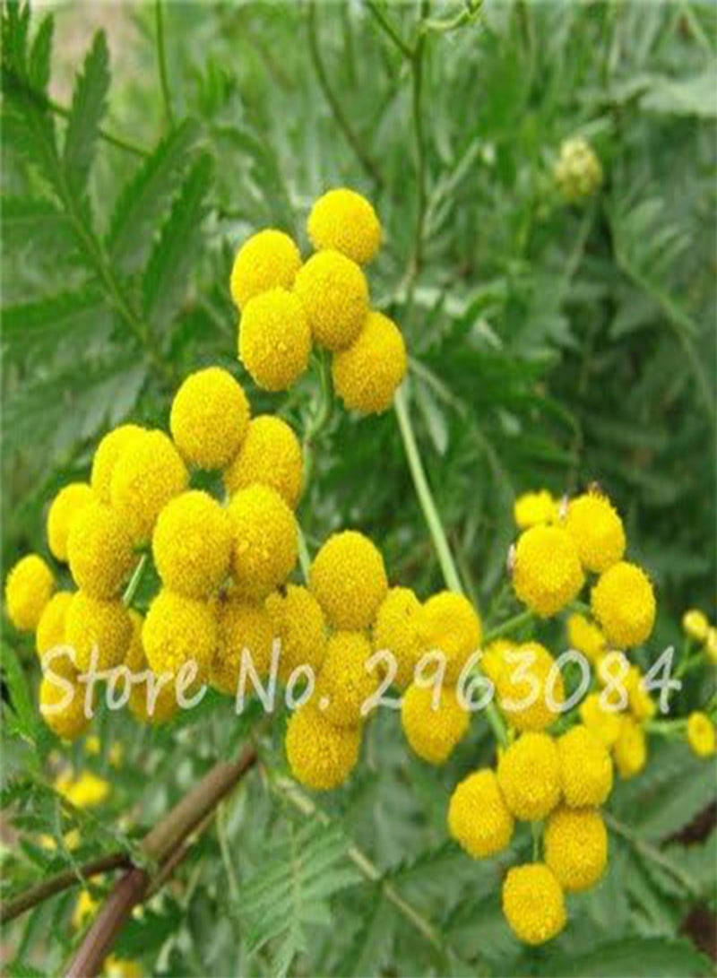 جي جوت بذور نبات التانسي الأصفر من فصيلة النجمية، زهرة الأقحوان، بونساي في مزهرية حديقة، دفيئة، عرض الملحقات للفناء، 50 قطعة، 1: بذور فقط - Image 2