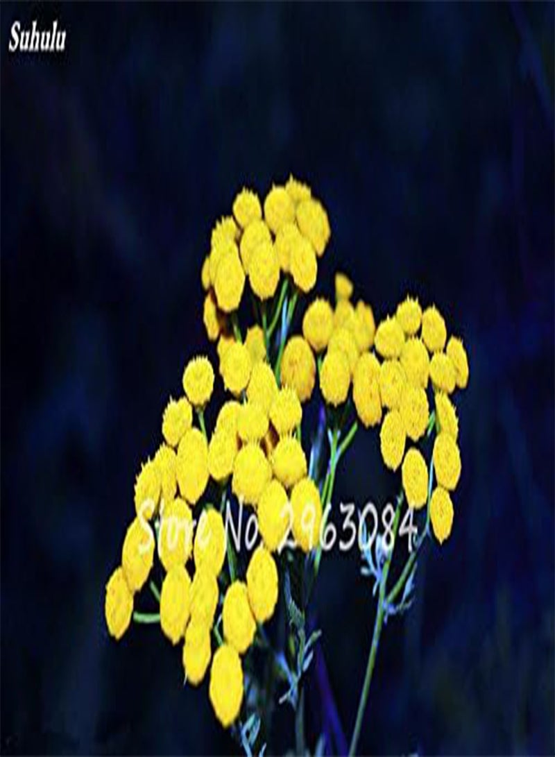 جي جوت بذور نبات التانسي الأصفر من فصيلة النجمية، زهرة الأقحوان، بونساي في مزهرية حديقة، دفيئة، عرض الملحقات للفناء، 50 قطعة، 1: بذور فقط - Image 4