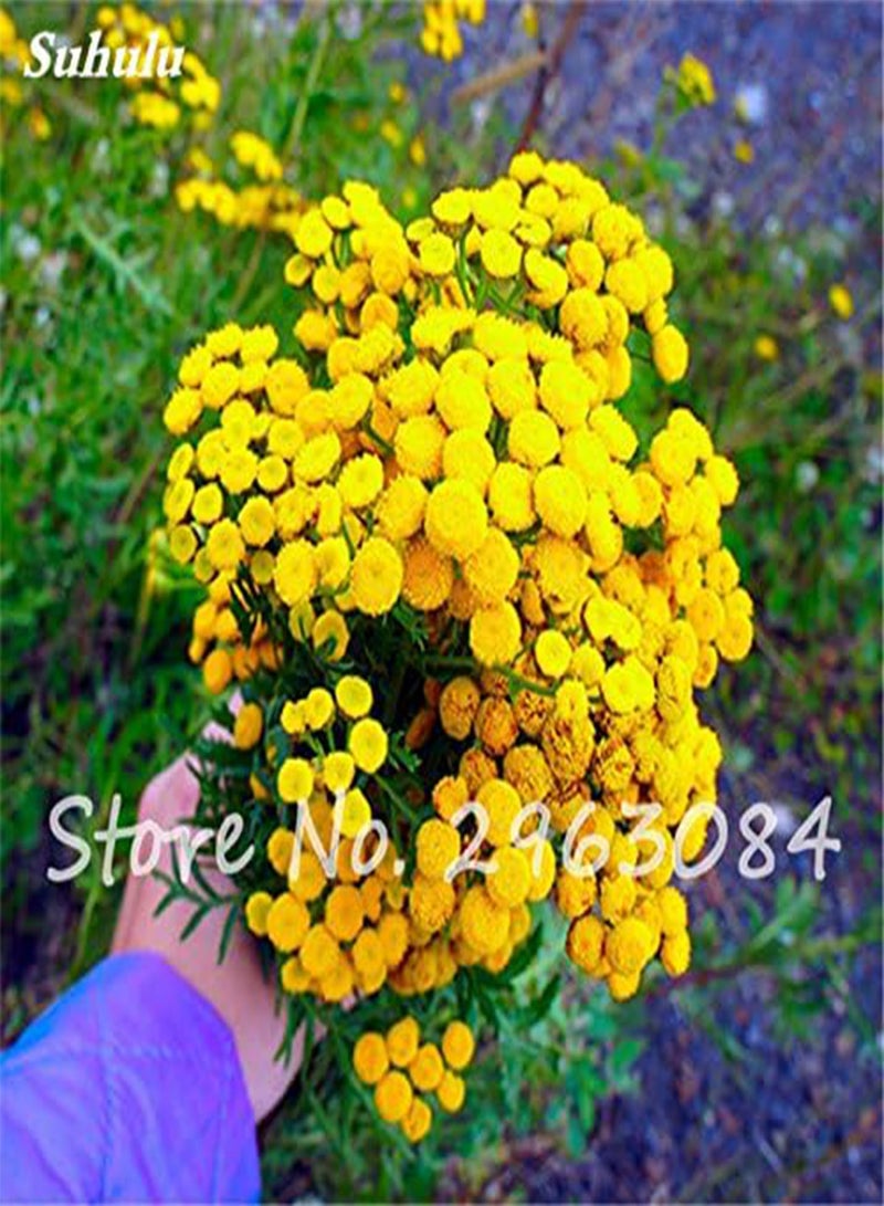 جي جوت بذور نبات التانسي الأصفر من فصيلة النجمية، زهرة الأقحوان، بونساي في مزهرية حديقة، دفيئة، عرض الملحقات للفناء، 50 قطعة، 1: بذور فقط - Image 5