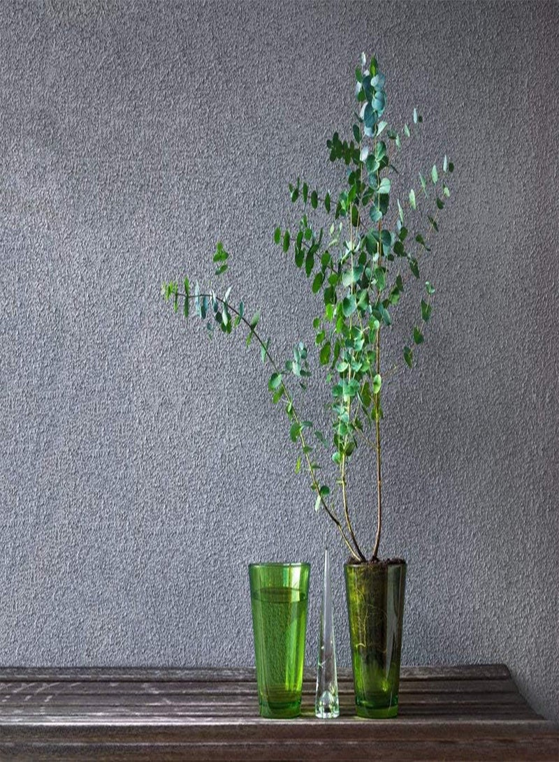 Eucalyptus Gunnii 10 Seeds, Cider Gum- Hardy, Thrives in our climate