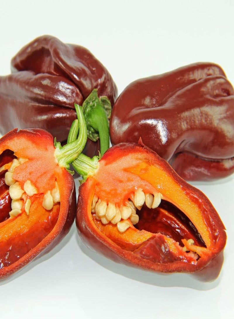 GGOOT 100pcs Pepper Seeds for Planting Annual Green Heirloom Non-GMO Vegetables Home Gardening Courtyard Garden Balcony Necessary Landscape - Image 2