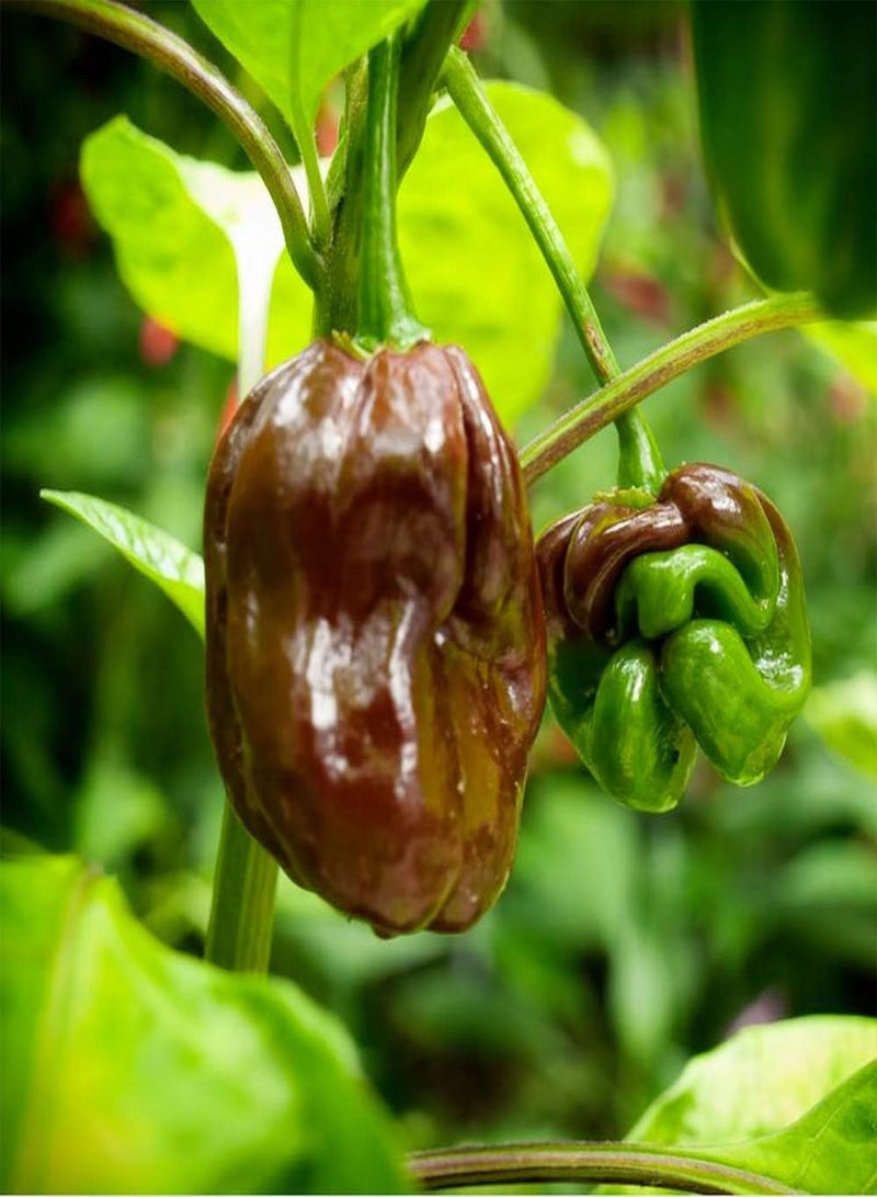 GGOOT 100pcs Pepper Seeds for Planting Annual Green Heirloom Non-GMO Vegetables Home Gardening Courtyard Garden Balcony Necessary Landscape - Image 1