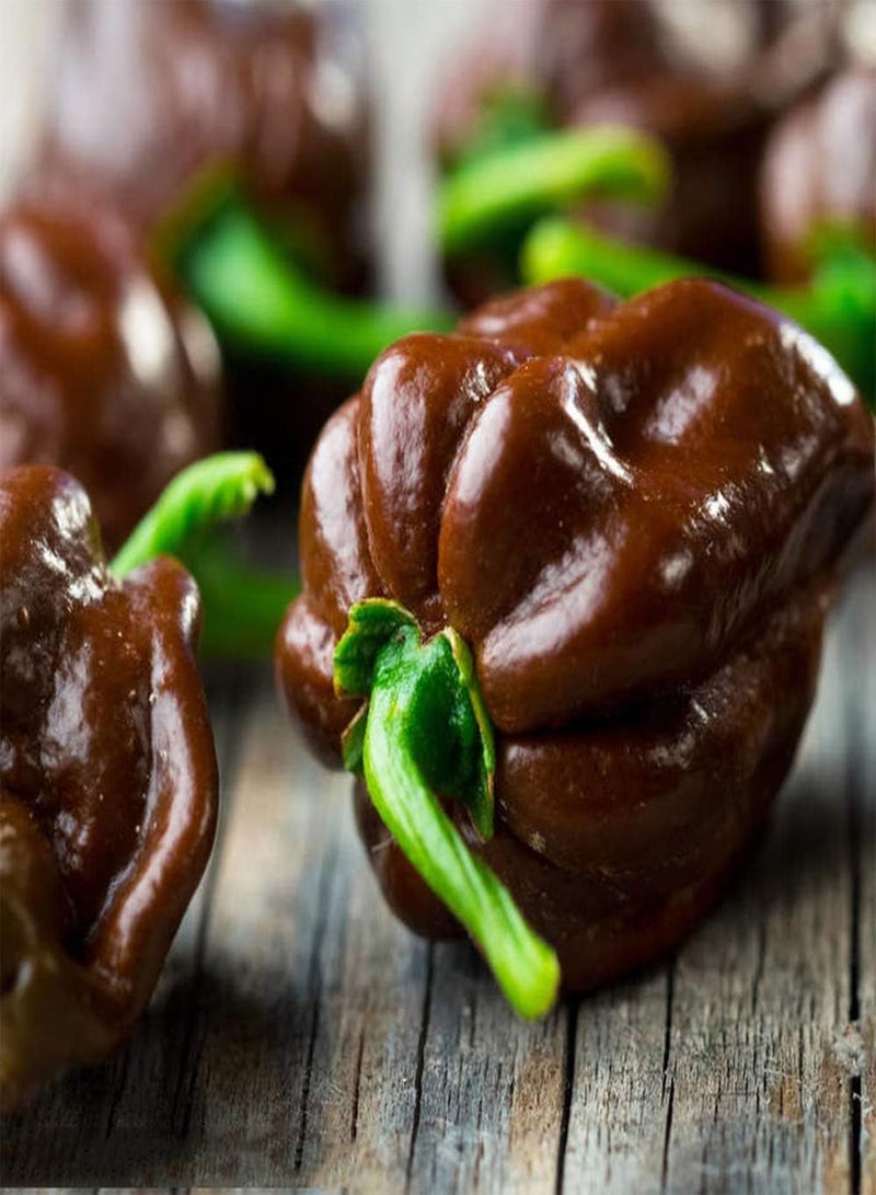 GGOOT 100pcs Pepper Seeds for Planting Annual Green Heirloom Non-GMO Vegetables Home Gardening Courtyard Garden Balcony Necessary Landscape - Image 4