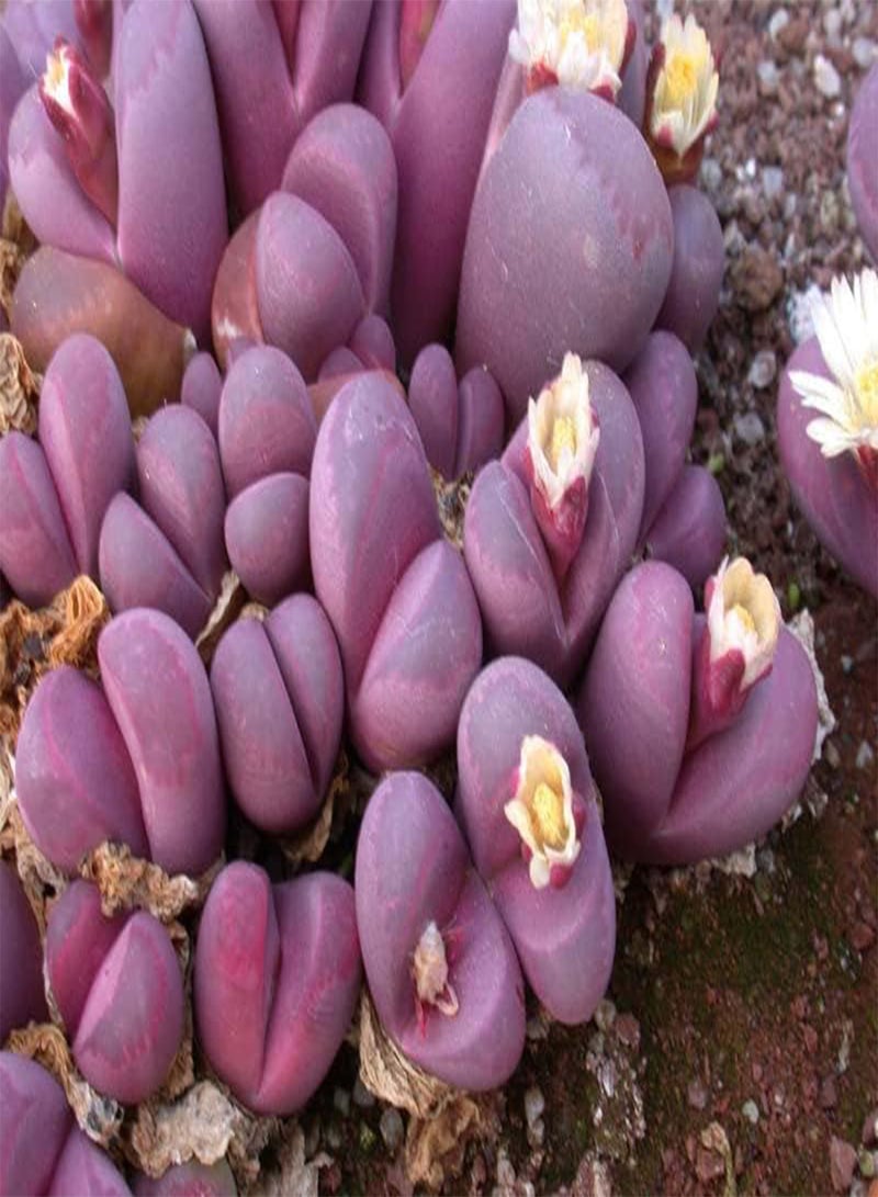 GGOOT Rare Lithops Optica Rubra Mesembs (PKD) Exotic Succulent Living Stones Cactus 30 Seeds
