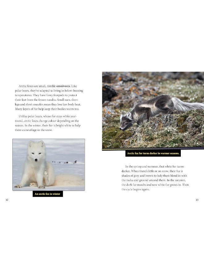 Polar Bears and Arctic Foxes Team Up!  - Image 5