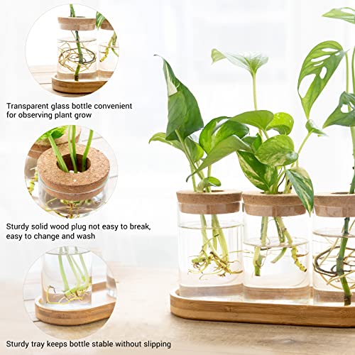 Dahey Plant Propagation Terrarium Desktop Glass Planter Station Water Planting Glass Vase with Lid and Wooden Stand for Propagating Hydroponic Plants Centerpiece Office Home Garden Decor, 3 Pcs - Image 5