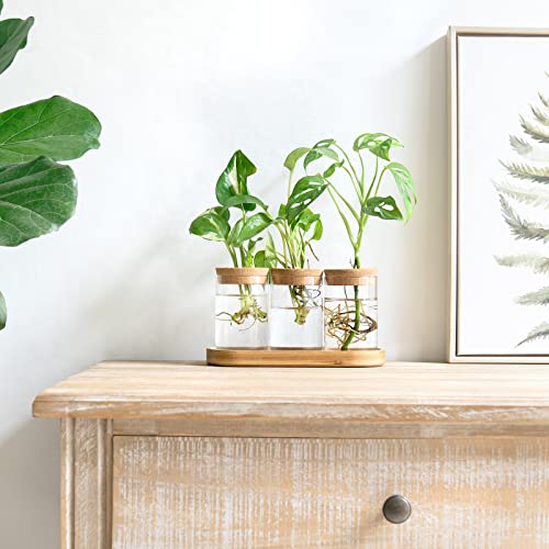 Dahey Plant Propagation Terrarium Desktop Glass Planter Station Water Planting Glass Vase with Lid and Wooden Stand for Propagating Hydroponic Plants Centerpiece Office Home Garden Decor, 3 Pcs - Image 2