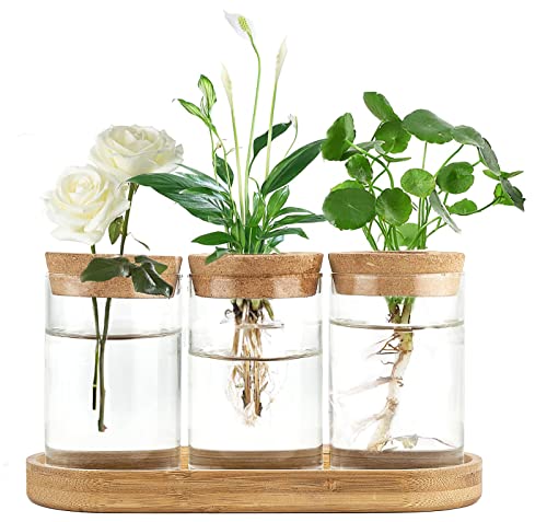 Dahey Plant Propagation Terrarium Desktop Glass Planter Station Water Planting Glass Vase with Lid and Wooden Stand for Propagating Hydroponic Plants Centerpiece Office Home Garden Decor, 3 Pcs - Image 1