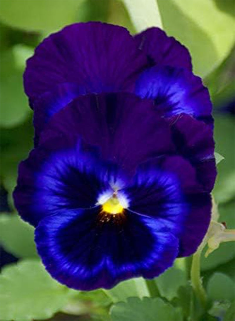 GGOOT seeds Fresh 100 Pcs Pansy Beautiful Flower seeds for Planting Blue 1