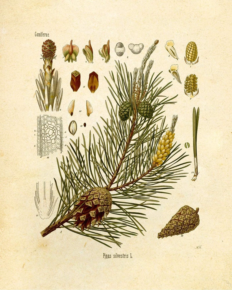 Vintage Botanical Prints | Woodland Plants by Ink Inc. | Forest Wildflower Mushrooms Wall Art | Boho Farmhouse Decor | Set of 6 8"x10" Unframed - Image 4
