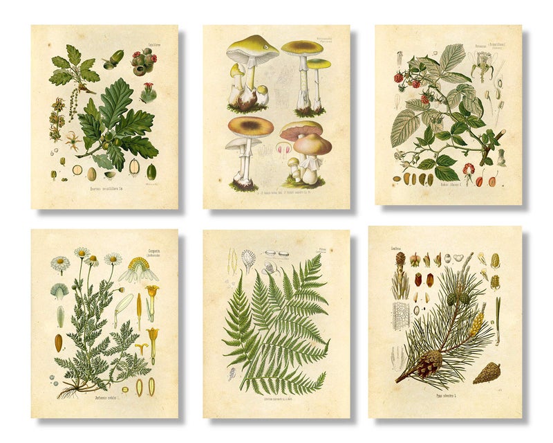 Vintage Botanical Prints | Woodland Plants by Ink Inc. | Forest Wildflower Mushrooms Wall Art | Boho Farmhouse Decor | Set of 6 8"x10" Unframed - Image 1