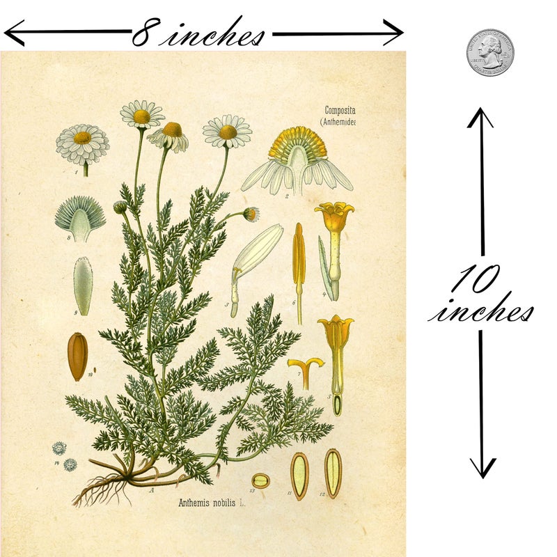 Vintage Botanical Prints | Woodland Plants by Ink Inc. | Forest Wildflower Mushrooms Wall Art | Boho Farmhouse Decor | Set of 6 8"x10" Unframed - Image 2