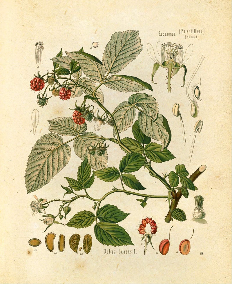 Vintage Botanical Prints | Woodland Plants by Ink Inc. | Forest Wildflower Mushrooms Wall Art | Boho Farmhouse Decor | Set of 6 8"x10" Unframed - Image 5