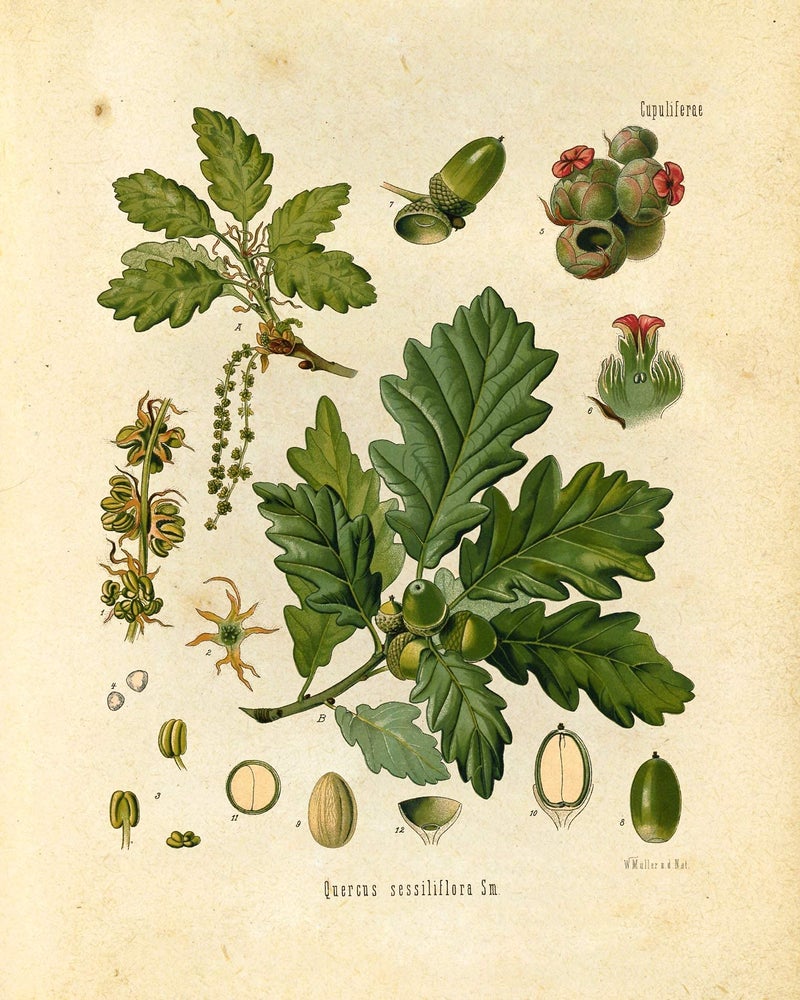Vintage Botanical Prints | Woodland Plants by Ink Inc. | Forest Wildflower Mushrooms Wall Art | Boho Farmhouse Decor | Set of 6 8"x10" Unframed - Image 3