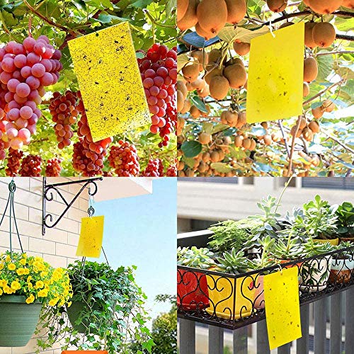 OrganicDews Yellow Double Sided Sticky Glue Bug Trap (8X6 Inches - 25 Traps) with Twist Tie - Flying Insects, Gnats, Thrips, Fruit Flies - Indoor and Outdoor (Pack of 25 Traps) - Image 5