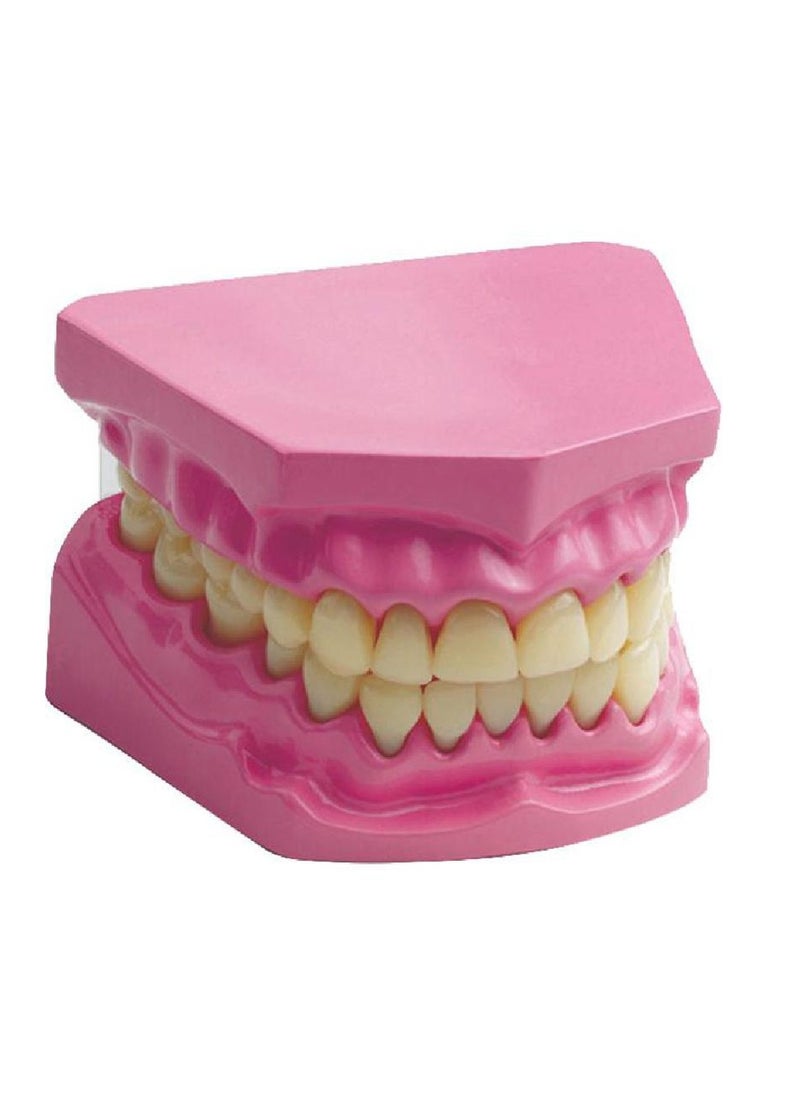 Edu Toys Denture Model Science Learning Activity Set English 7 Years and Above 