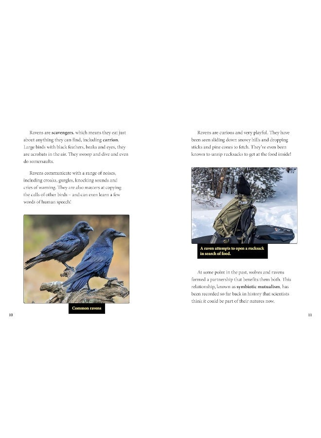 Ravens and Wolves Team Up!  - Image 4