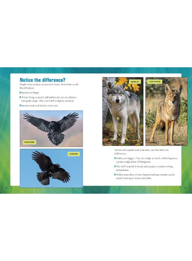 Ravens and Wolves Team Up!  - Image 5