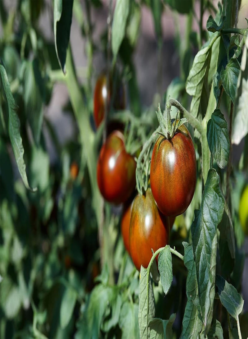 جي جوت - طماطم روبي فولز - 5 بذور خضار/فواكه - Image 1