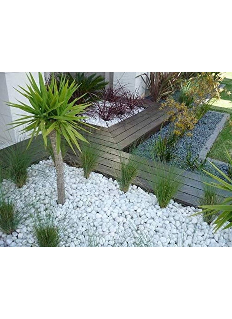 OhhSome OhhSome 1Kg Unpolished White Pebbles Matty Unpolished Home Decorative Vase Fillers Stone 1Kg  - Image 4