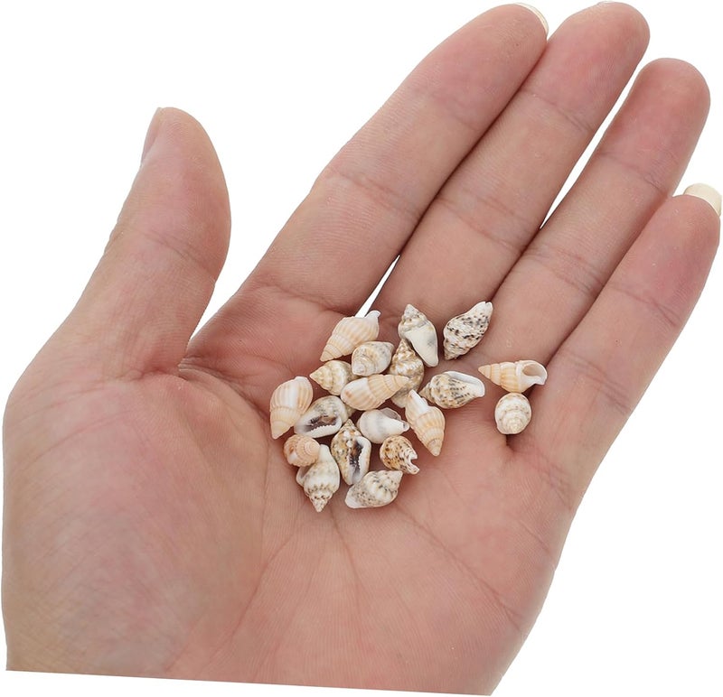 DECHOUS 50pcs Realistic Mini Seashells Bulk Pack for DIY Crafts Beach Themed Decor and Micro Landscapes - Image 3
