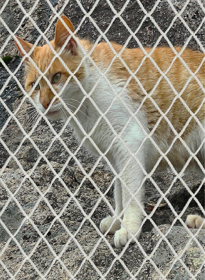 WEISGJA Cat Balcony Net, Large Cat Netting Pet Anti-Fall Safety Netting White Nylon Dogs Cats Climbing Net Pet Mesh Fence for Balcony, Stair, Window, Outdoors (10x3.3ft) - Image 2