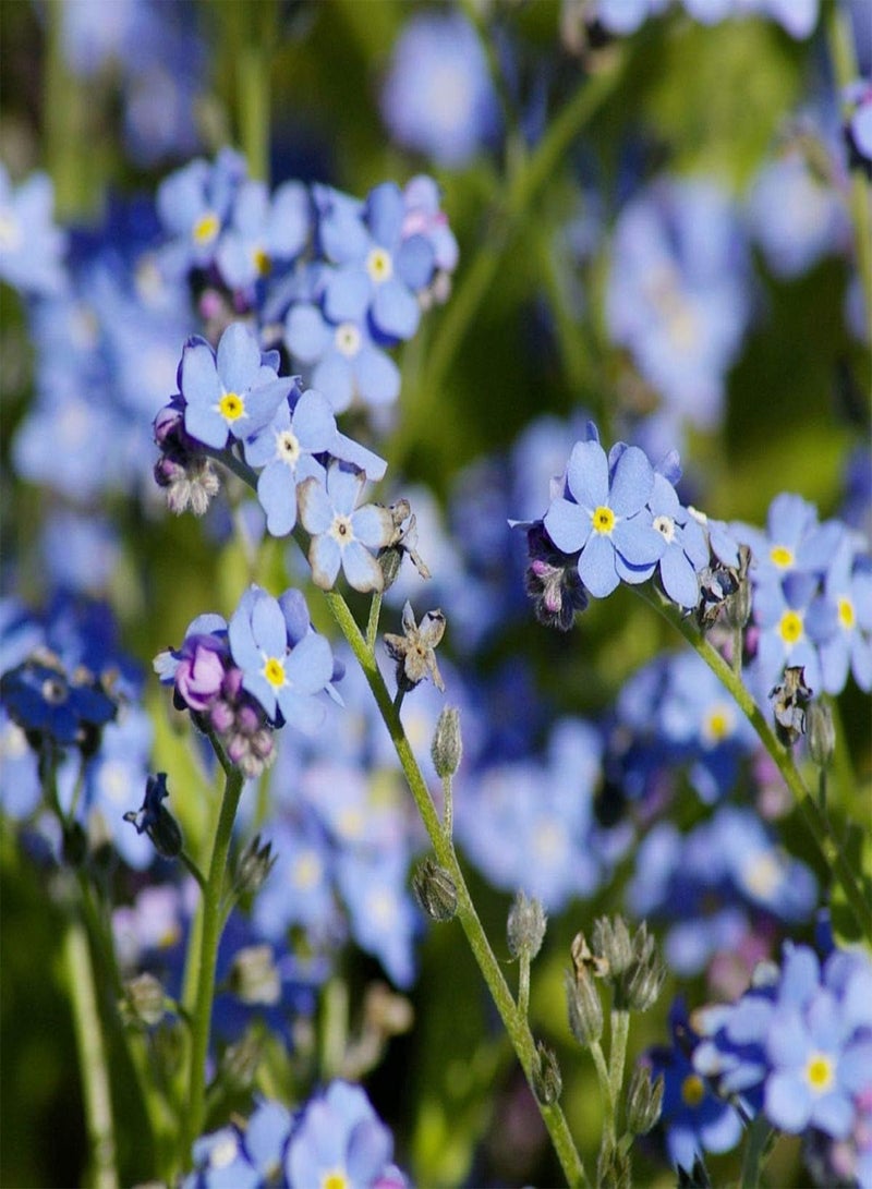 GGOOT Forget-Me-Not Packets to Plant Seed (Cynoglossum amabile) Non-GMO Heirloom - Image 1