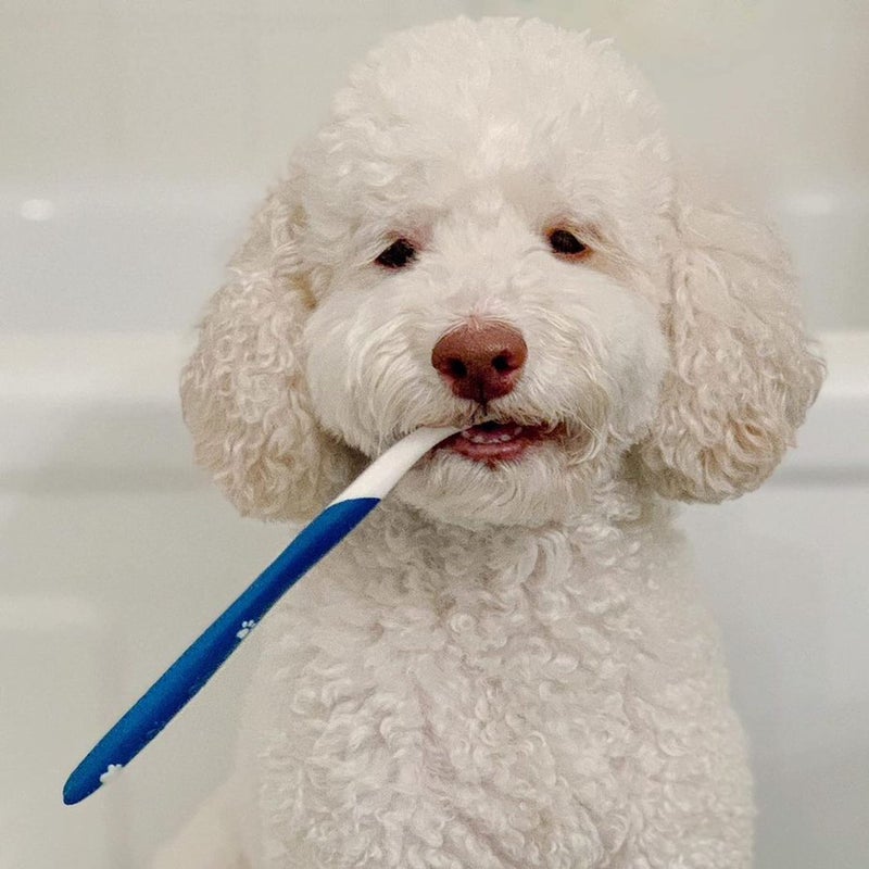 Nylabone Advanced Oral Care Dog Dental Kit Original Flavor 2.5 oz. - Image 2