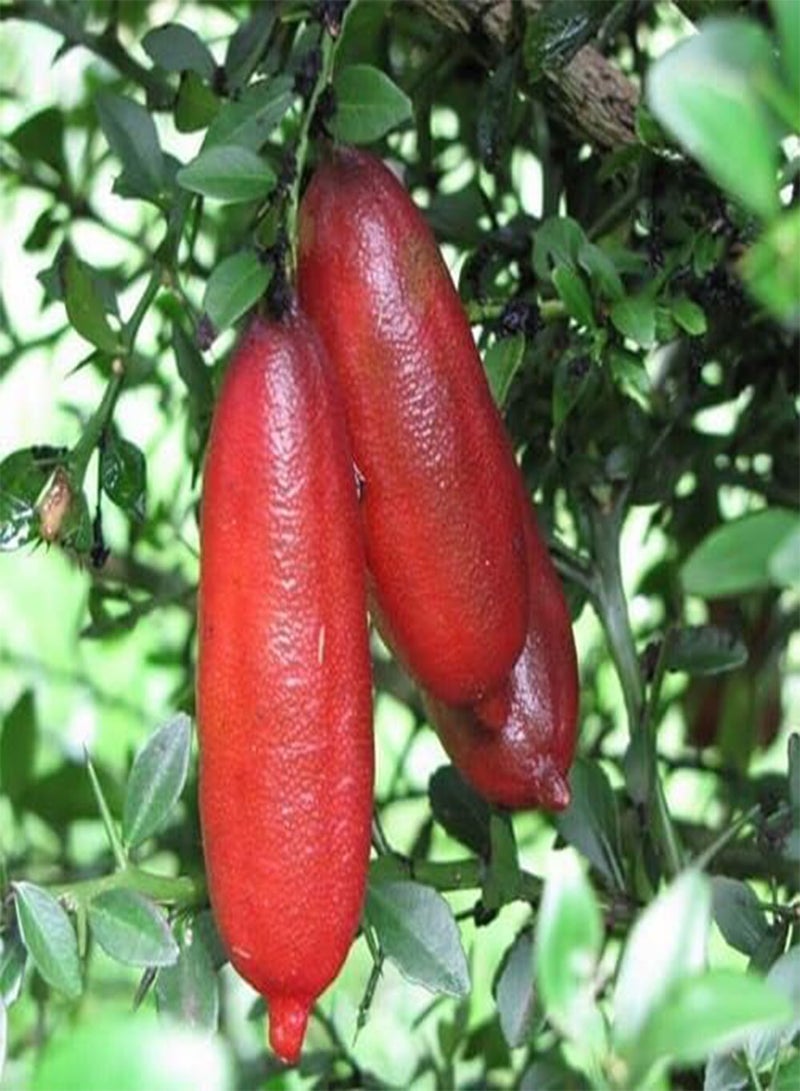 جي جوت 90 قطعة من بذور فاكهة الليمون الأحمر الطازج - Image 2